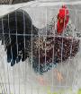 shrinechickenport